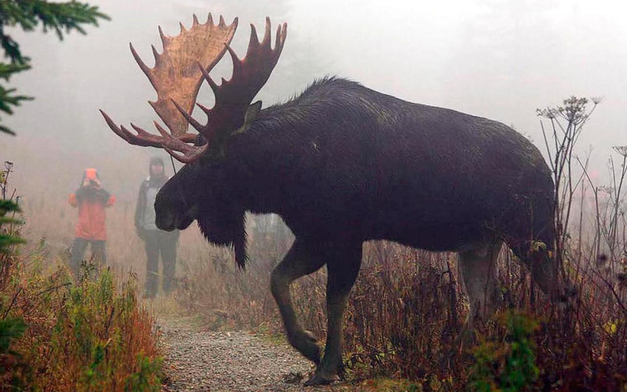 Le Ti Moose Villa La Malbaie Buitenkant foto