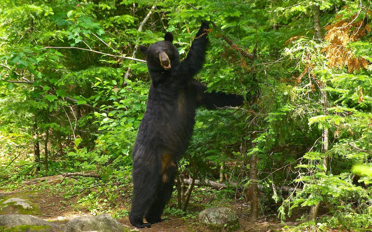 Le Ti Moose Villa La Malbaie Buitenkant foto