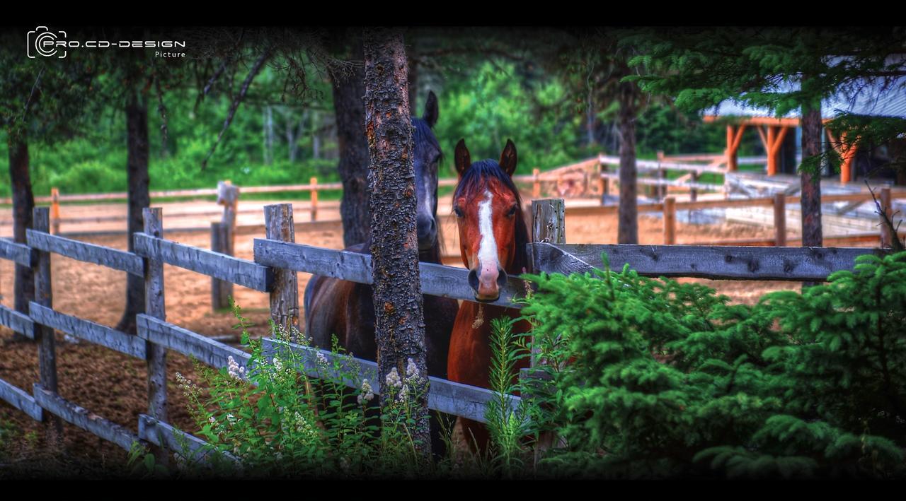 Le Ti Moose Villa La Malbaie Buitenkant foto