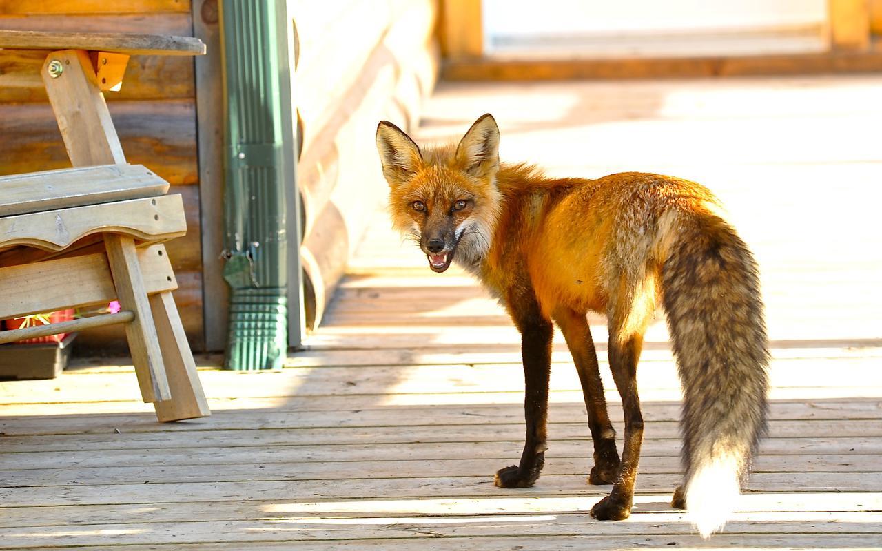 Le Ti Moose Villa La Malbaie Buitenkant foto